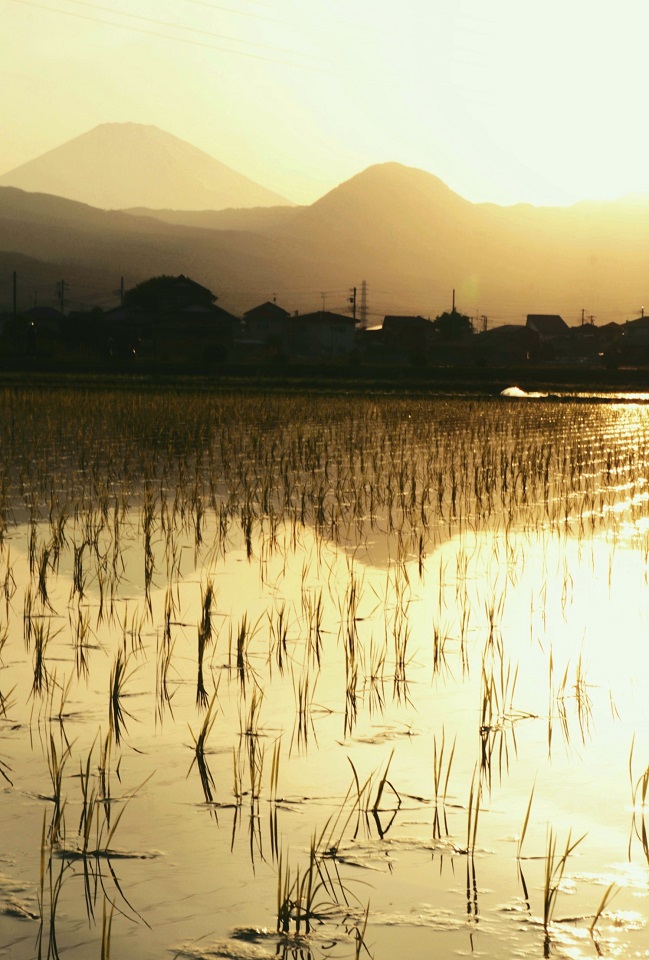 Sub-Grand Prize_Matsutaka, Shuya_“Rice Cultivation” 1