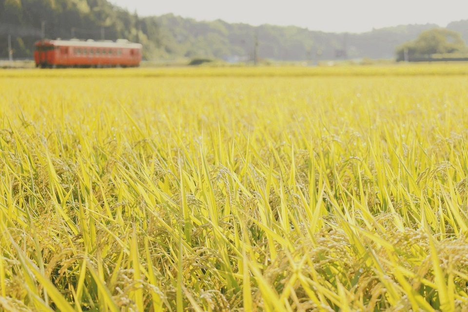 Sub-Grand Prize_Matsutaka, Shuya_“Rice Cultivation” 3