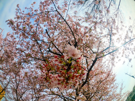 青空桜2